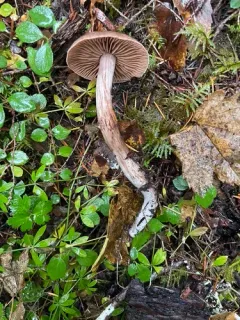 Cortinarius cacaocolor thumbnail 4