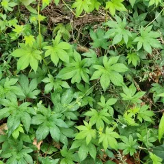 Japanese Hops thumbnail 3