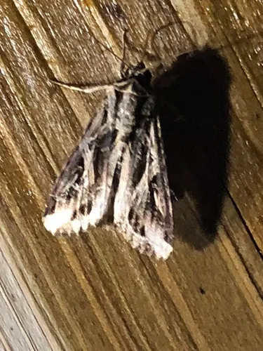 Sweet Potato Armyworm Moth