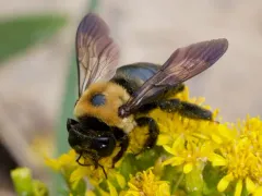 Eastern Carpenter Bee thumbnail 5