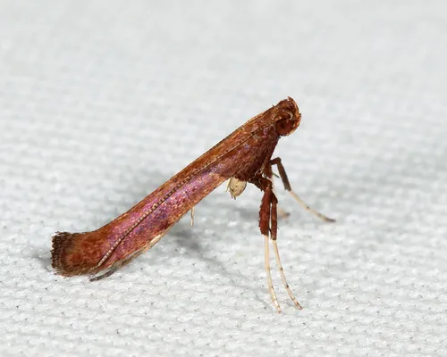 Caloptilia glutinella