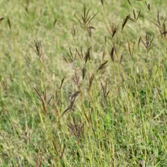 King Ranch bluestem thumbnail 2