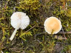 rancid bonnet thumbnail 2