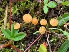 turf bell thumbnail 3