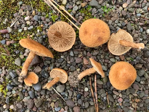 Mallocybe fulvoumbonata