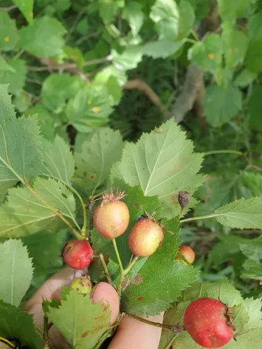 Crataegus magniflora