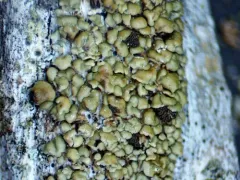 Old-Growth Clam Lichen thumbnail 4