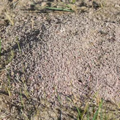 Western Harvester Ant thumbnail 3