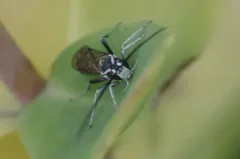 Coelichneumon azotus thumbnail 3