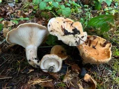 Lactarius subvillosus thumbnail 3