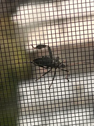 Leaf-footed Pine Seed Bug