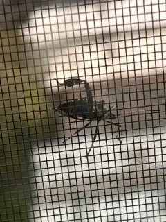 Leaf-footed Pine Seed Bug thumbnail 1