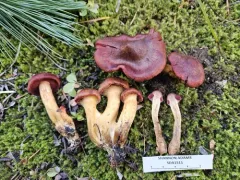 Cortinarius phoeniceus thumbnail 4