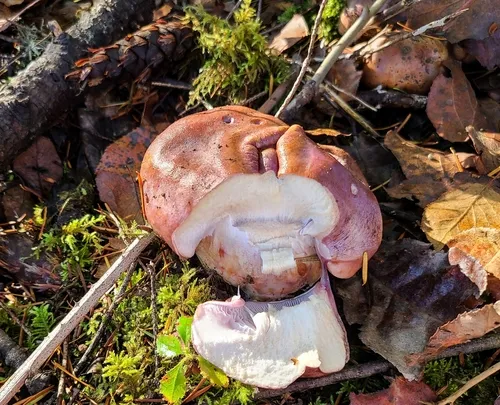 Phlegmacium balteatocumatile