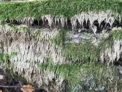 Platyhypnidium Moss thumbnail 3
