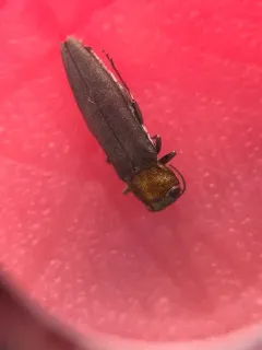 Agrilus smaragdifrons thumbnail 2