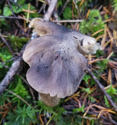 Tricholoma atroviolaceum