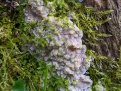 Rigidoporus undatus thumbnail 2