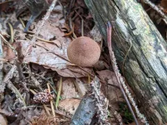 darkish fibrecap thumbnail 2