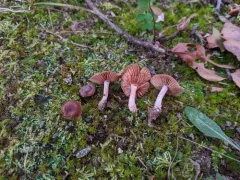 Cortinarius fuscoflexipes thumbnail 4