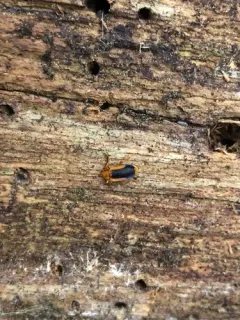 Ischalia californica thumbnail 2