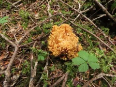 Ramaria celerivirescens thumbnail 2