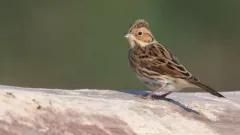 Little Bunting thumbnail 3