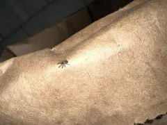 Palaearctic Backspined Meshweaver thumbnail 4