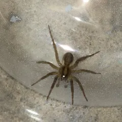 Rustic Wolf Spider thumbnail 4