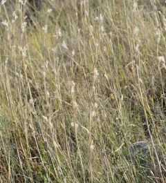 Sand Bluestem thumbnail 3