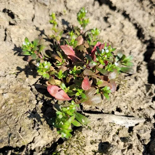 Purslane Speedwell