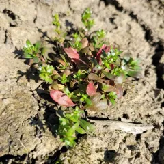 Purslane Speedwell thumbnail 1