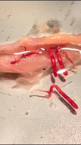 Gapeworm