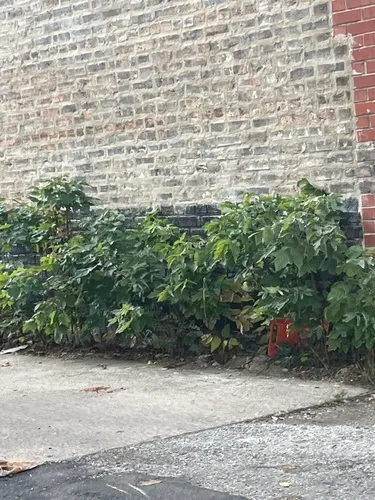 Paper mulberry