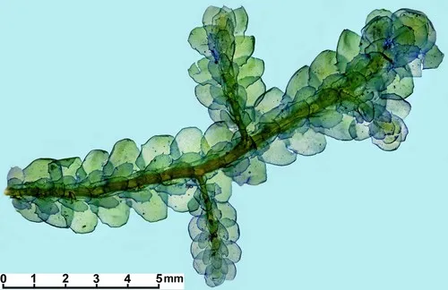 Bitter Scalewort