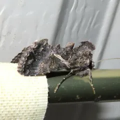 Sharp-stigma Looper Moth thumbnail 3
