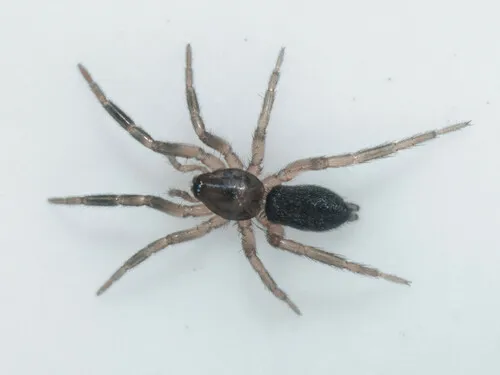 Zelotes tenuis