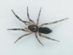 Zelotes tenuis thumbnail 1