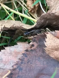 Tinkling Ground Cricket thumbnail 1