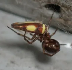 Colladonus furculatus thumbnail 3