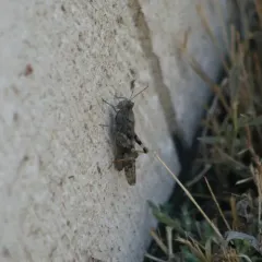 Pallid-winged Grasshopper thumbnail 2
