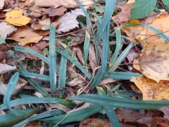 Blue Sedge thumbnail 3