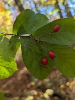 Christmas berry thumbnail 2