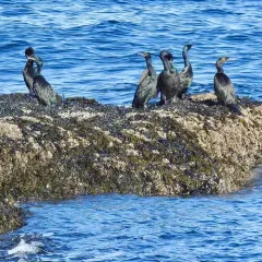 Brandt's Cormorant thumbnail 2