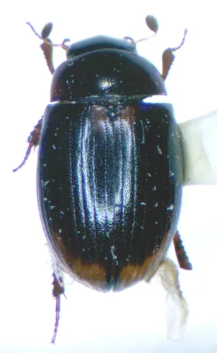 Cercyon littoralis