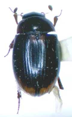 Cercyon littoralis thumbnail 1