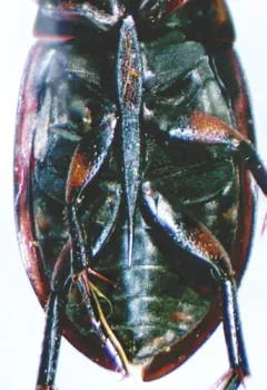 Tropisternus mixtus thumbnail 2