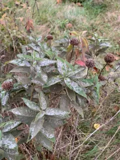 Ampelomyces quisqualis thumbnail 2