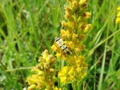 Typocerus balteatus thumbnail 4