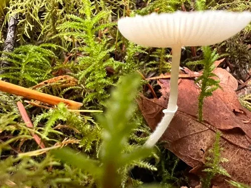 Lepiota sequoiarum